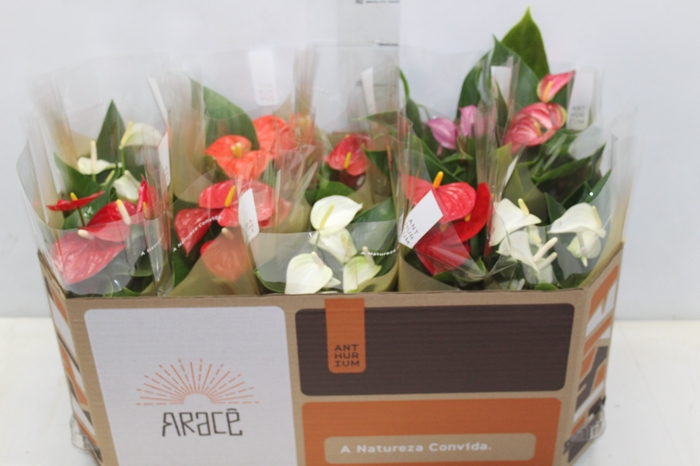 <h4>ANTHURIUM VARIADO P12</h4>