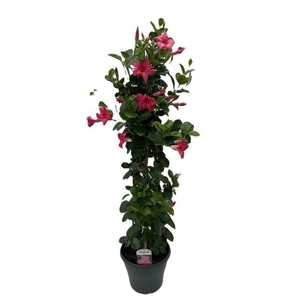 MANDE SUN PINK