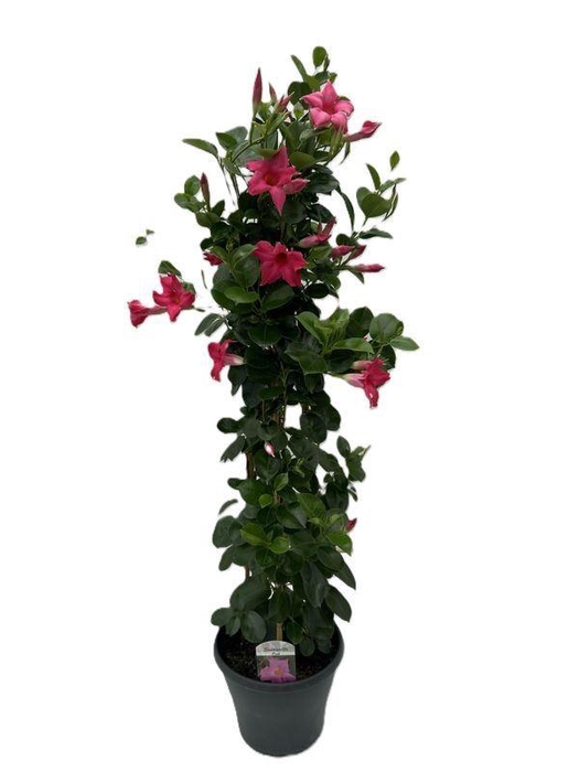 <h4>MANDE SUN PINK</h4>