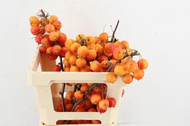 MALUS GARFIELD PER STEM