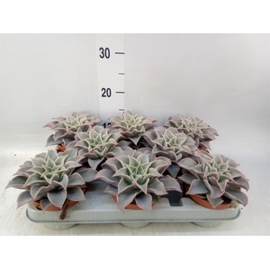 Echeveria   ...