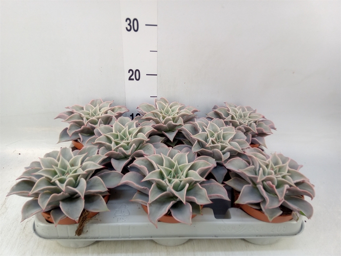 <h4>Echeveria   ...</h4>