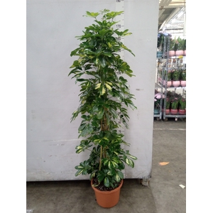 Schefflera arbor. 'Gold Capella'