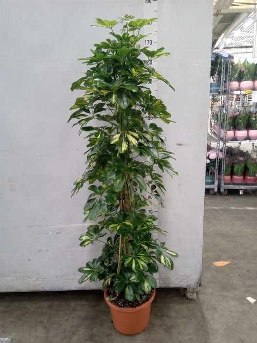 <h4>Schefflera arbor. 'Gold Capella'</h4>
