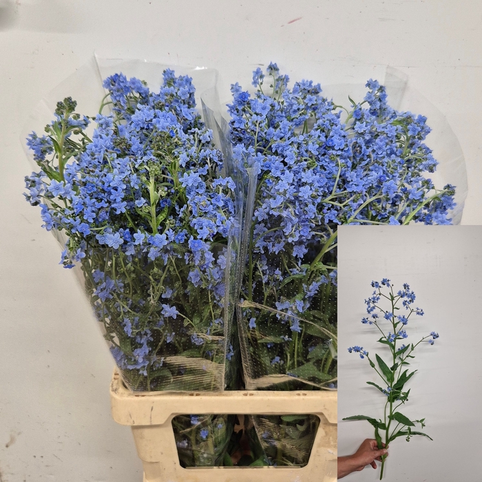 <h4>CYNOGLOSSUM AMABI ZD</h4>