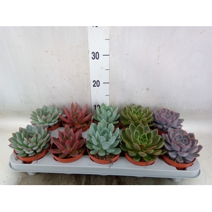 Echeveria   ...mix