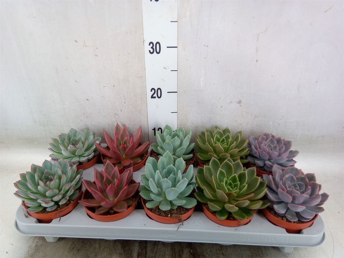 <h4>Echeveria   ...mix</h4>