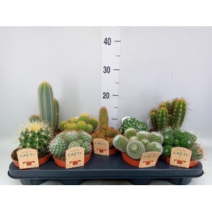 Cactus   ...mix
