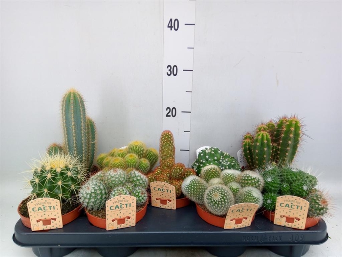 <h4>Cactus   ...mix</h4>