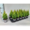 Chamaecyparis thyoides Novagold