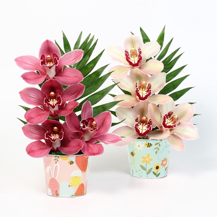 <h4>CYMB VERPAKT P BLOEM 6037</h4>