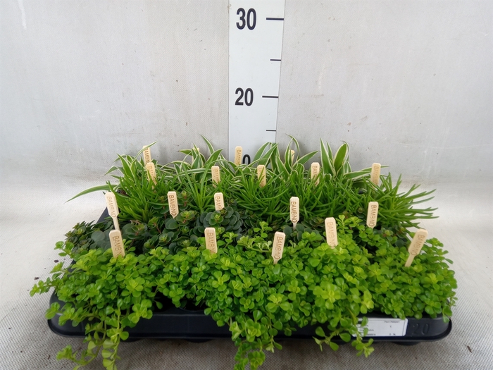 <h4>Planten  ..mix</h4>