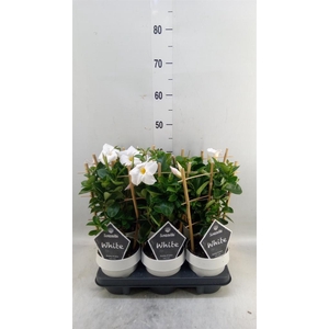 Mandevilla am. 'Sundav White'