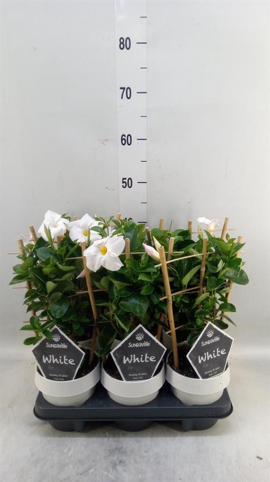 <h4>Mandevilla am. 'Sundav White'</h4>