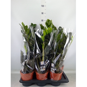 Zamioculcas zamiifolia 'Dowon'