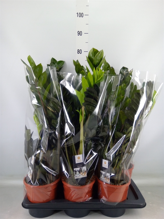 <h4>Zamioculcas zamiifolia 'Dowon'</h4>