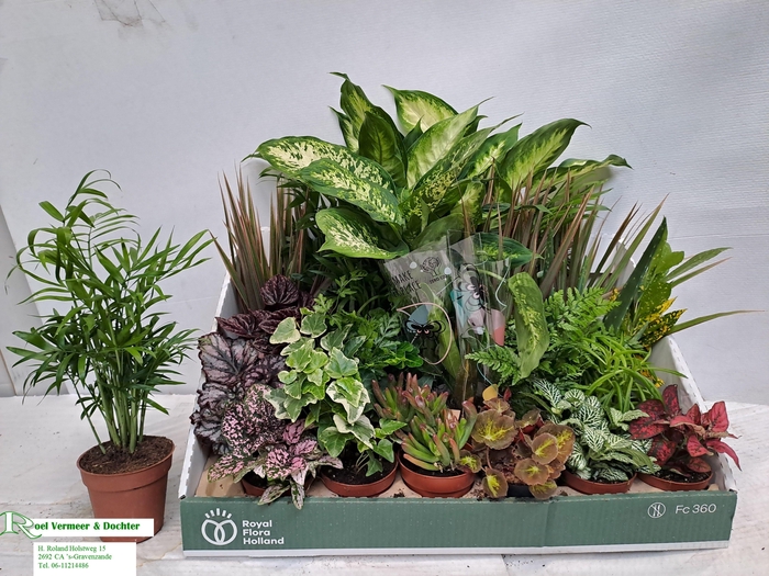 <h4>KAMERPL GEM OV</h4>