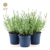 Lavandula Felice