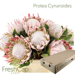 Protea Cynaroides