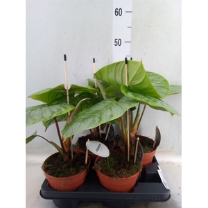 Philodendron   ...