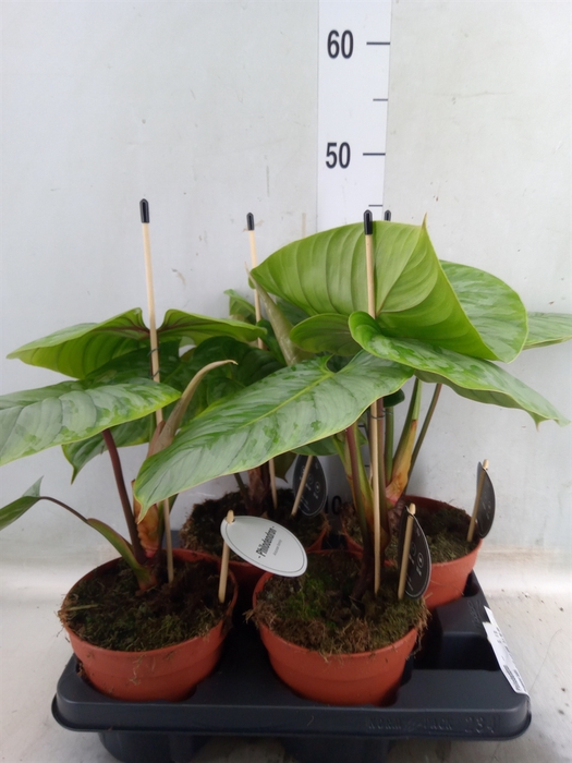 <h4>Philodendron   ...</h4>