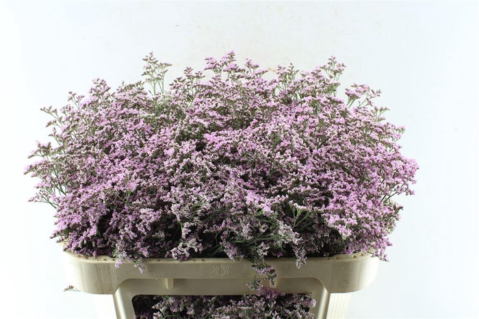 <h4>Lim Saf Oshi Pink</h4>