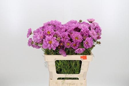 <h4>COSMOS BIPINNATUS</h4>