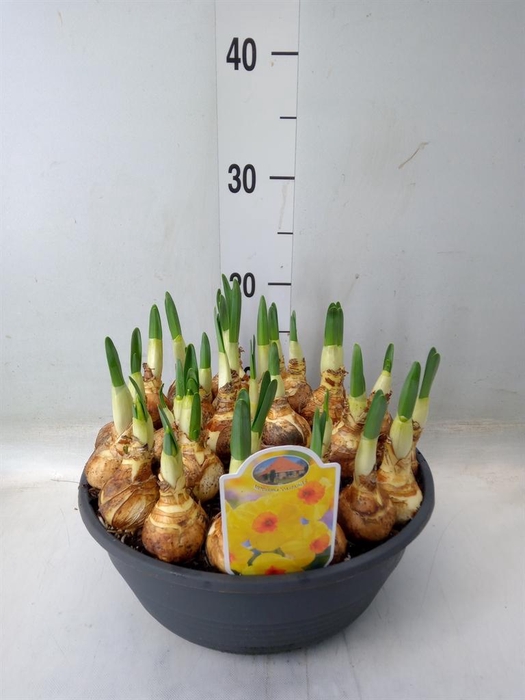 <h4>Narcissus ...</h4>