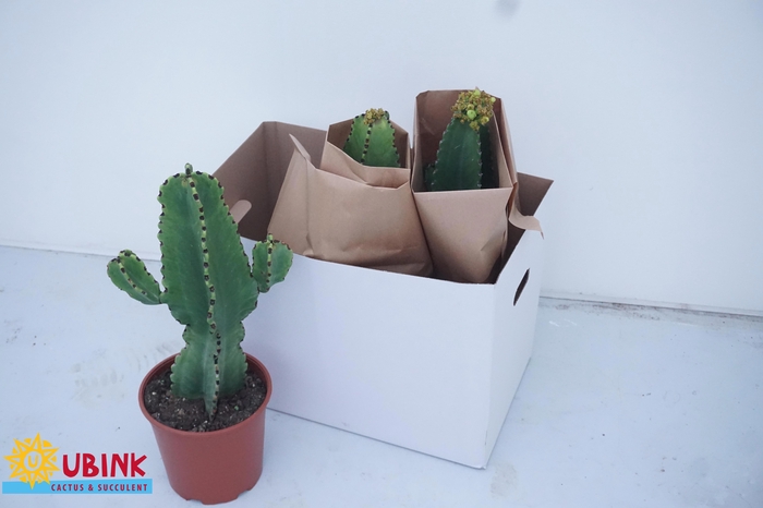 <h4>EUPHOR INGENS</h4>