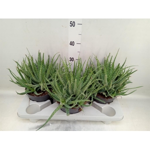 Aloe humilis