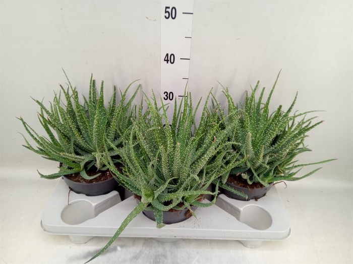 <h4>Aloe humilis</h4>