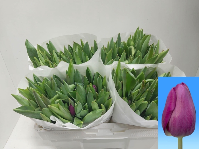 <h4>TU EN ROESKA</h4>