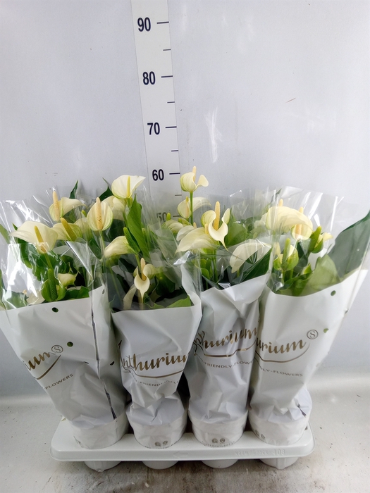 <h4>Anthurium andr. 'White Champion'</h4>