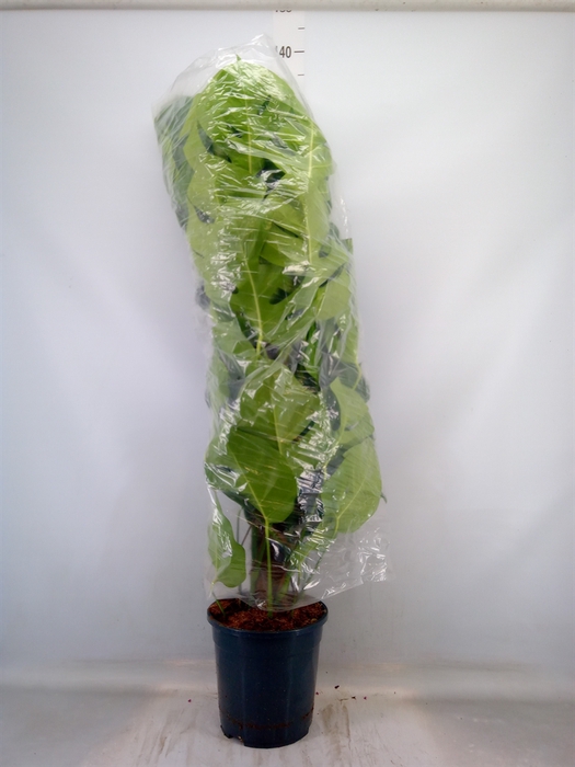<h4>Monstera pertusum</h4>