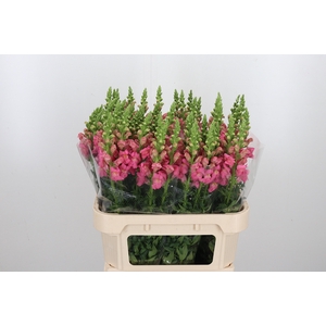 Antirrhinum Po Pink