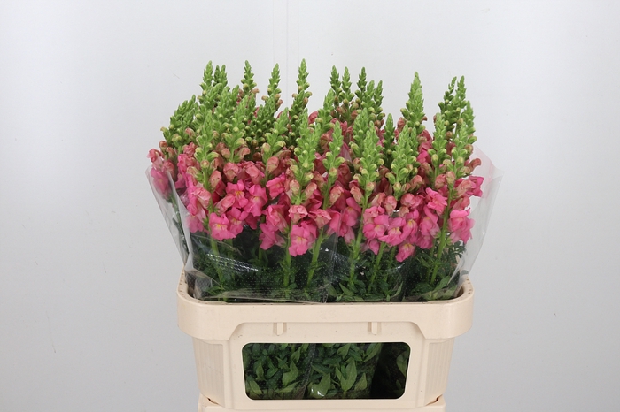 <h4>Antirrhinum Po Pink</h4>