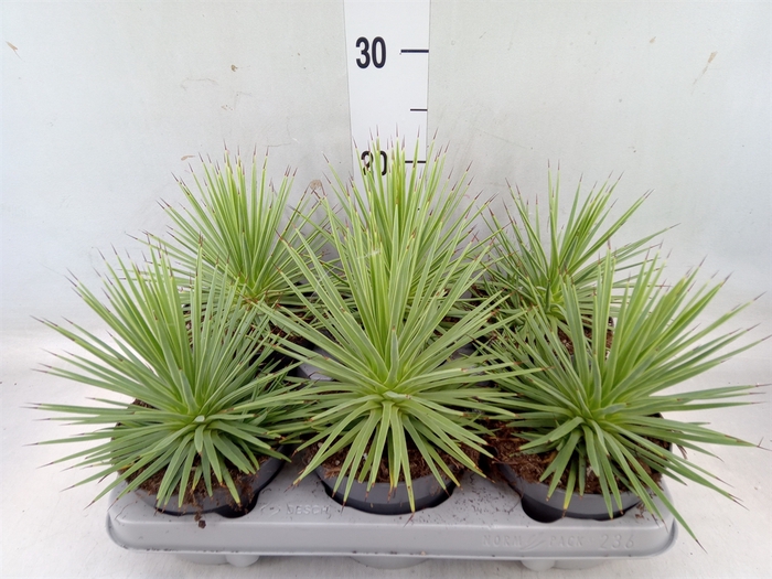 <h4>Agave stricta 'Nana'</h4>