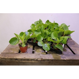 Pilea Peperomioides