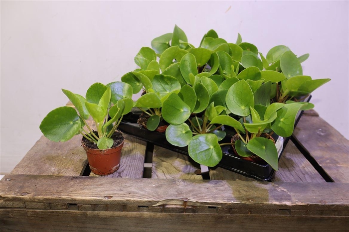 <h4>Pilea Peperomioides</h4>