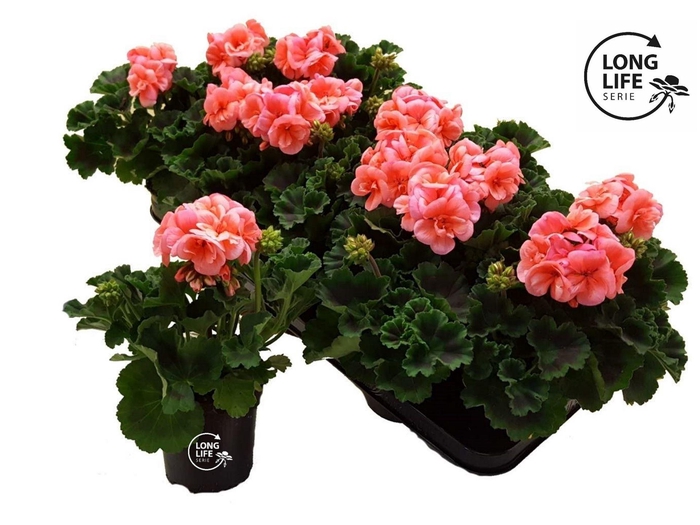 <h4>Pelargonium zona.   ...F1</h4>