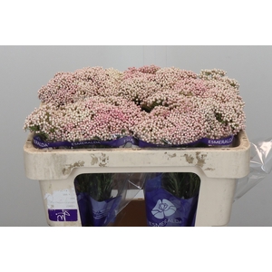 Ozothamnus Cooks Pink