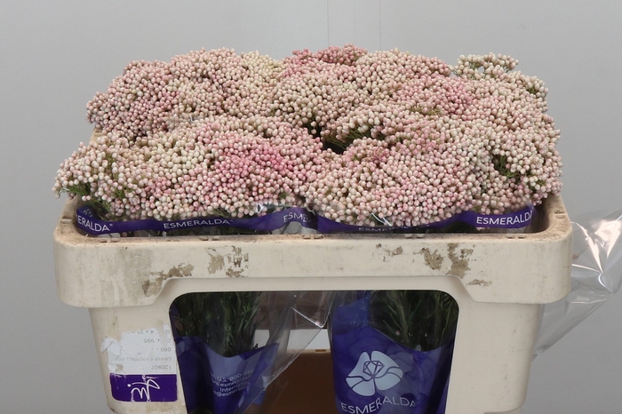 Ozothamnus Cooks Pink