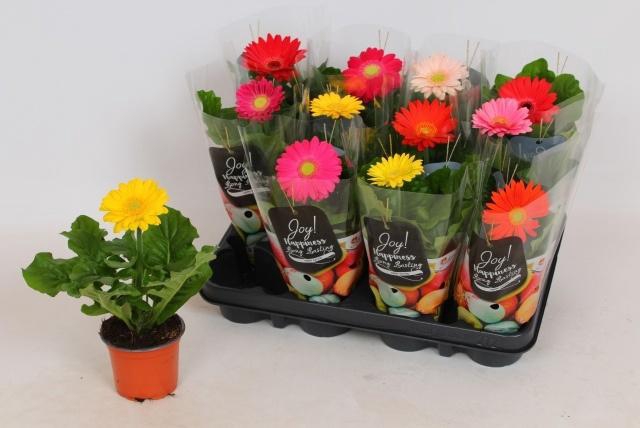 <h4>GER COLOURGAME GEM</h4>