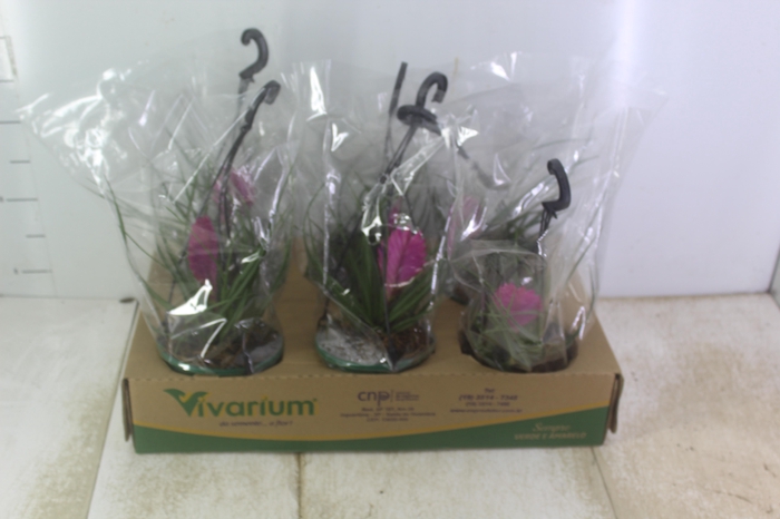 <h4>TILLANDSIA C13</h4>