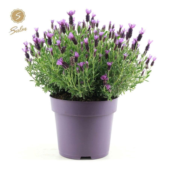 <h4>Lavandula st. 'Anouk Pink'® P24</h4>