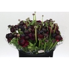 Ranunculus Clooney Nerone Super