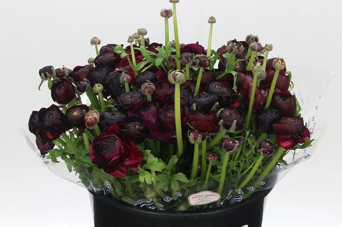 Ranunculus Clooney Nerone Super