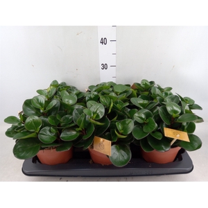 Peperomia obt. 'Burning Bush