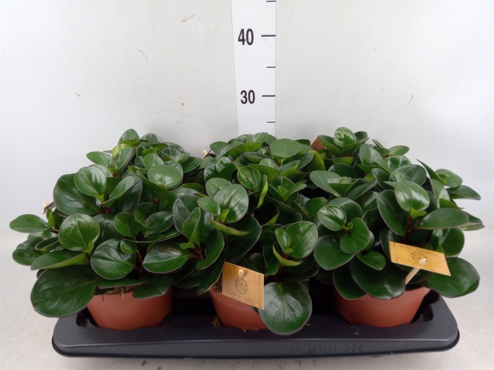 <h4>Peperomia obt. 'Burning Bush</h4>