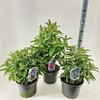 Buddleja Butterfly Candy Gemengd